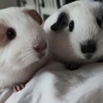 Oznaki bólu u kawii domowych