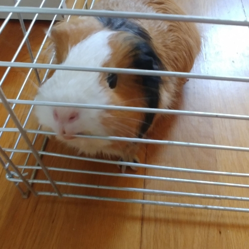 Profil Ruda