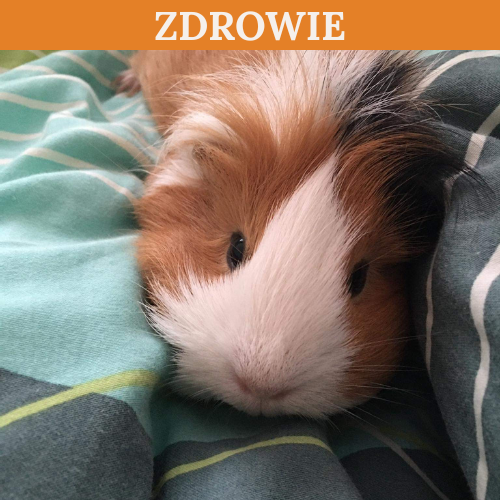 ZDROWIE