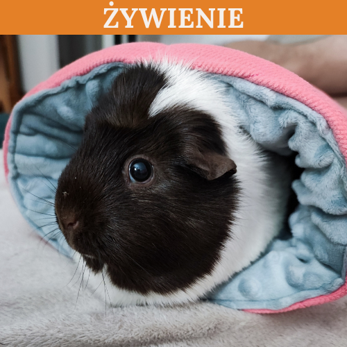 ŻYWIENIE