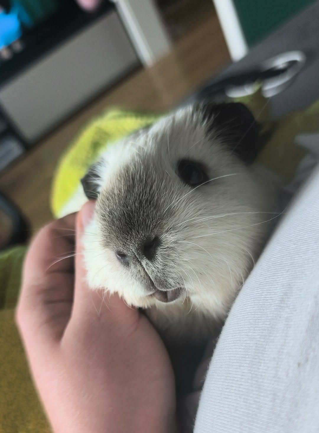 Kokos
