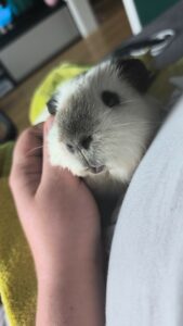 kokos